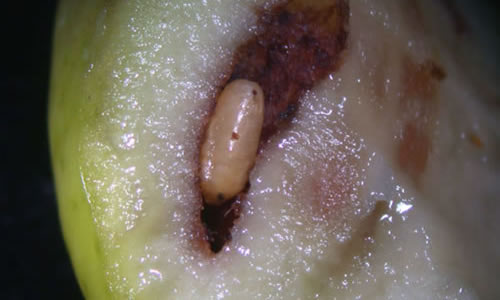 Mosca del olivo